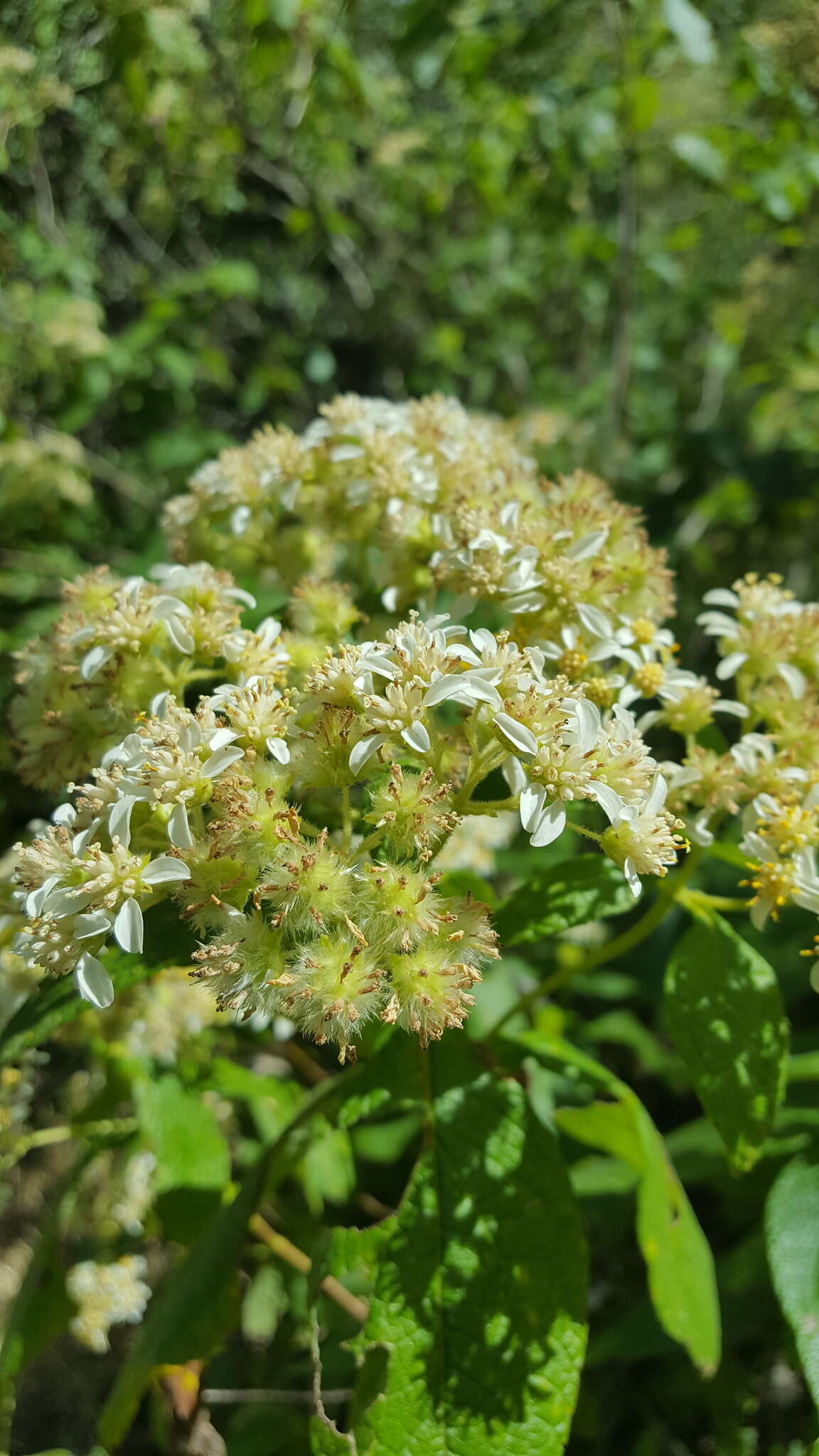 Image of Montanoa tomentosa var. microcephala (Sch. Bip.) B. L. Turner