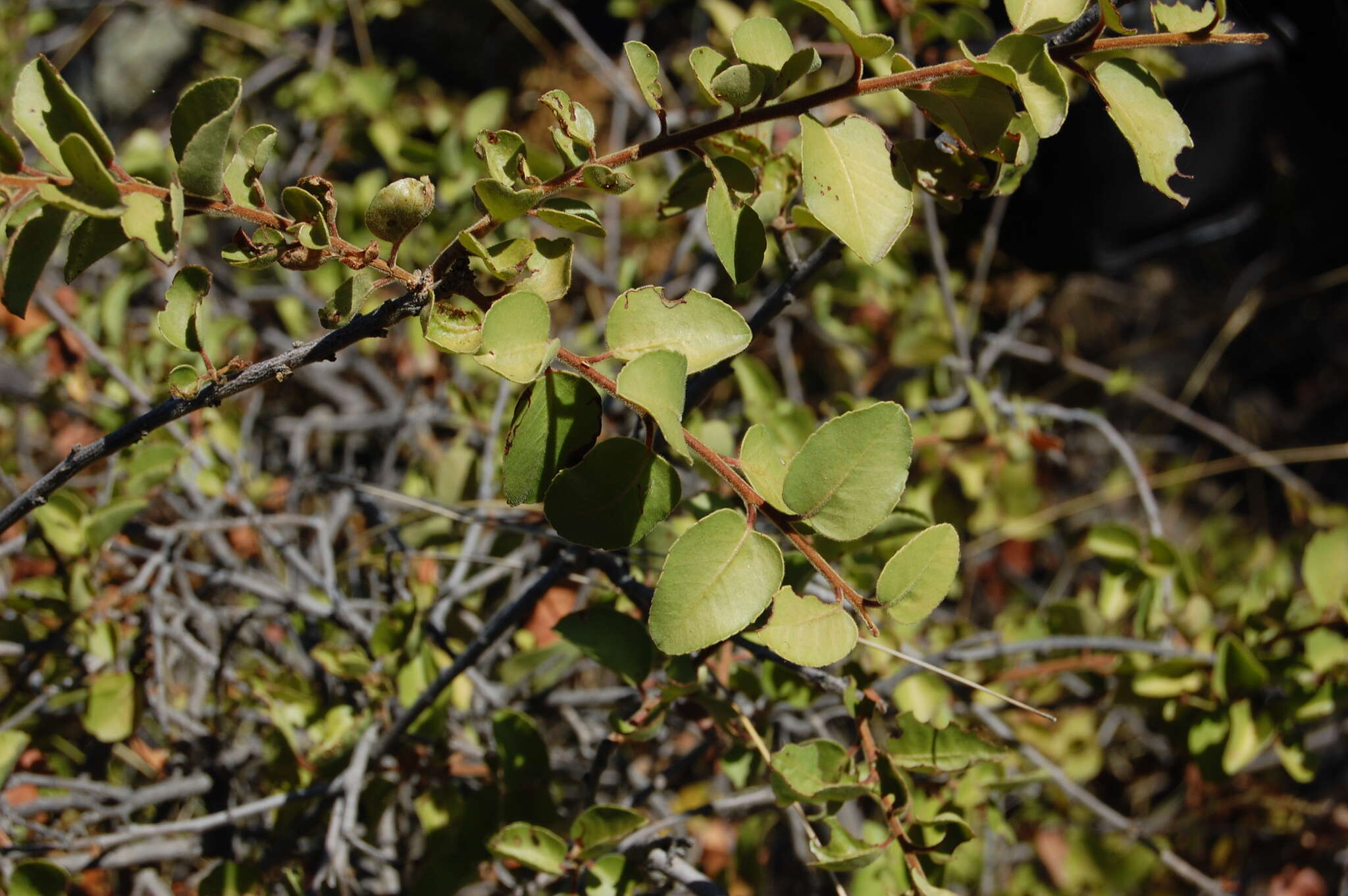 Image of Schinus patagonicus (R. Phil.) I. M. Johnston ex Cabrera