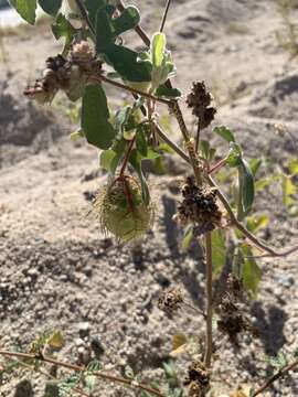 Image of Passiflora pentaschista