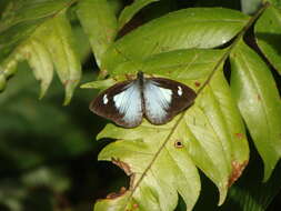 Image of Leptophobia caesia (Lucas 1852)