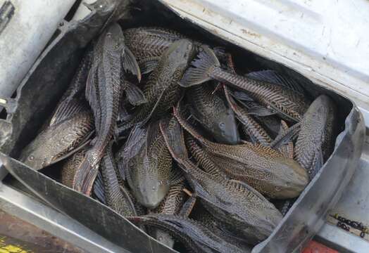 Image of Amazon sailfin catfish