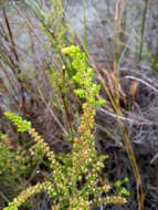 Plancia ëd Erica muscosa (Aiton) E. G. H. Oliver