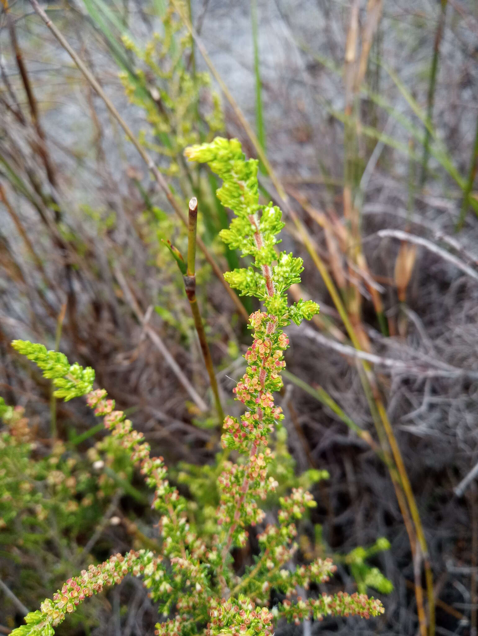 Plancia ëd Erica muscosa (Aiton) E. G. H. Oliver