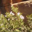 Image of Sticky-leaf pelargonium