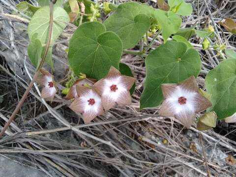 صورة Polystemma guatemalense (Schltr.) W. D. Stevens