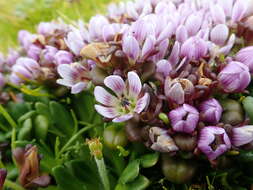 Image of Gentianella cerina (Hook. fil.) T. N. Ho & S. W. Liu