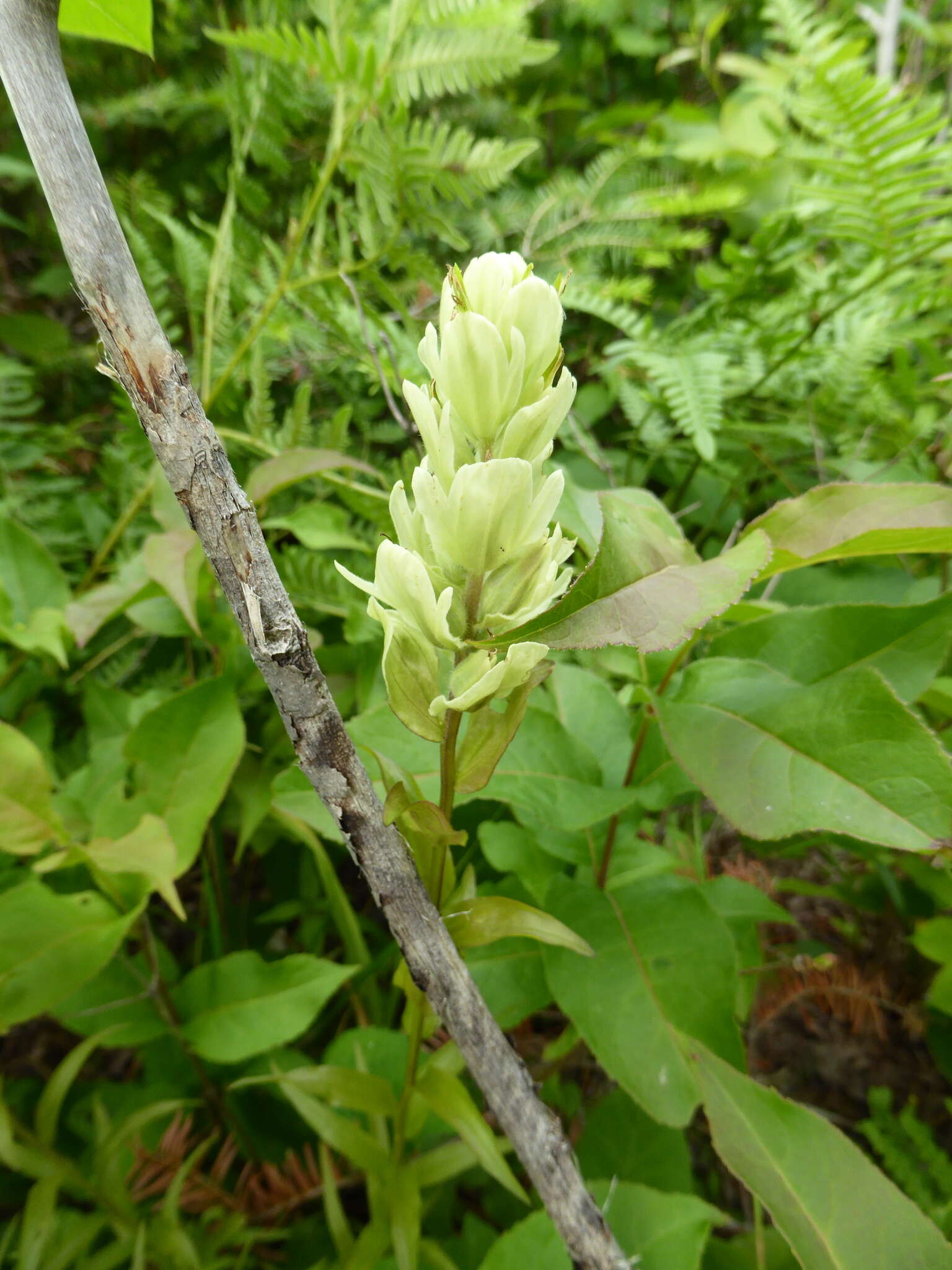 Image of Labrador Indian paintbrush