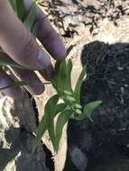 Image of Polygonatum biflorum var. biflorum