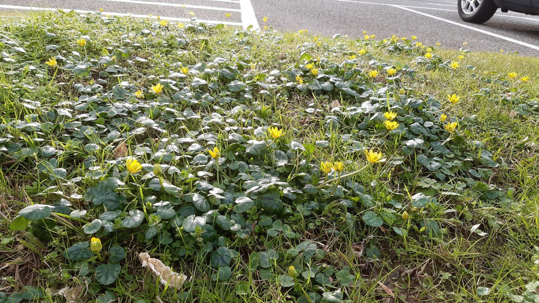 Image of Ficaria verna subsp. fertilis (Laegaard) Stace