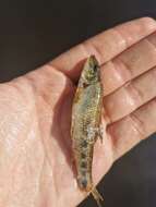 Image of Iberian gudgeon