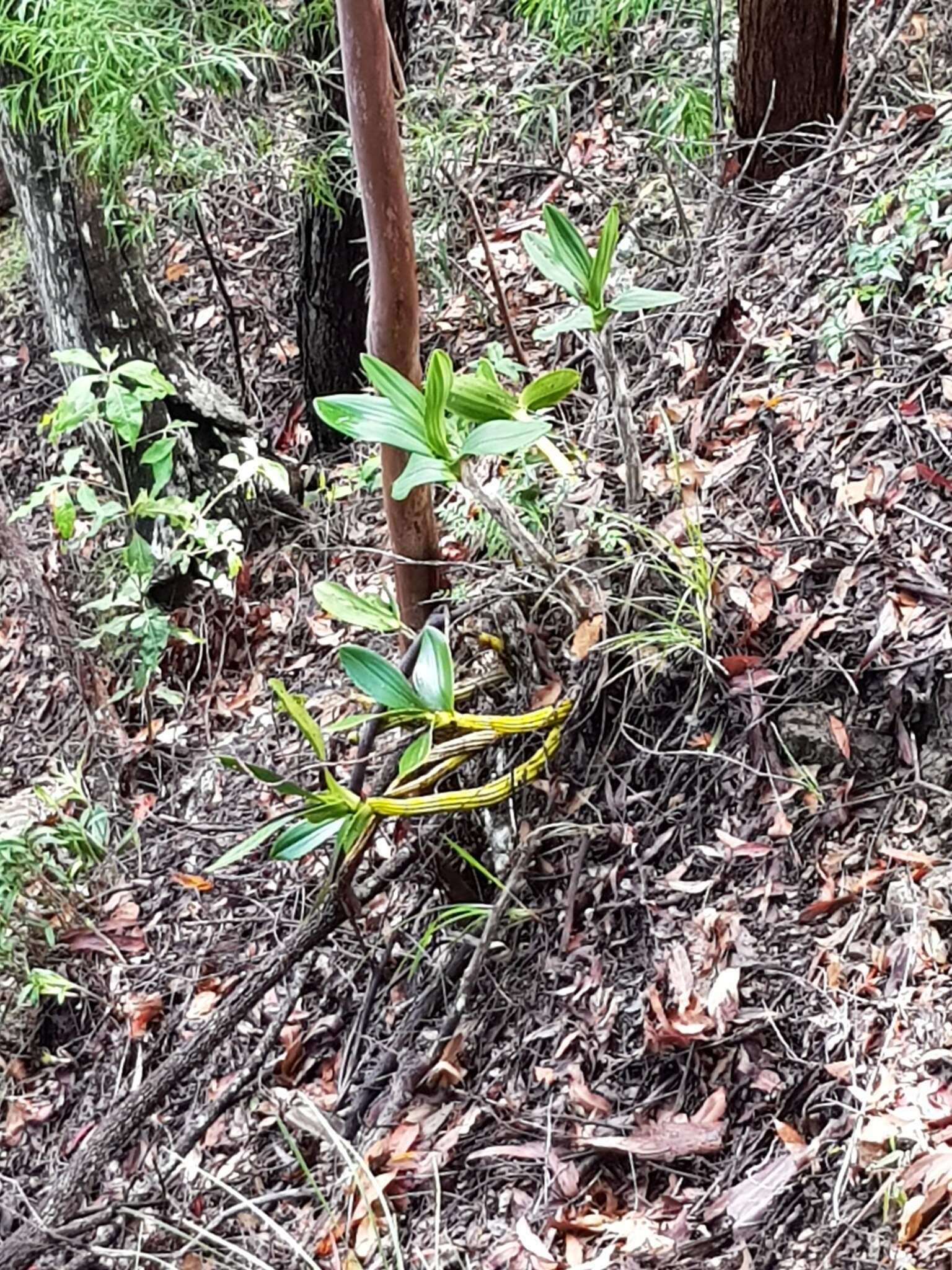 Image of Dendrobium speciosum var. hillii Mast.