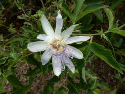 Plancia ëd Passiflora incarnata L.