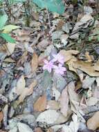 Image de Pseuderanthemum praecox (Benth.) Leonard