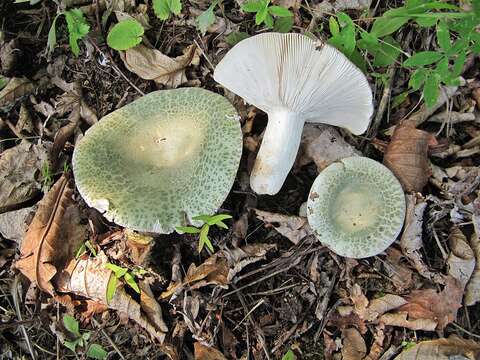 Image of Russula virescens (Schaeff.) Fr. 1836