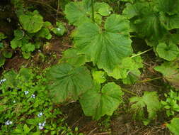 Image of Pericallis murrayi (Bornm.) B. Nord.