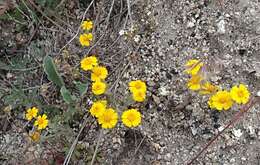 Image of <i>Eriophyllum <i>wallacei</i></i> subsp. wallacei