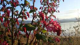 صورة Ribes sanguineum Pursh