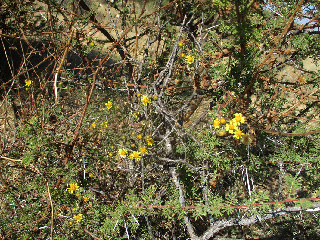 Plancia ëd Anisopappus schinzii (O. Hoffm.) Bengtson, M. Englund, Pruski & Anderb.