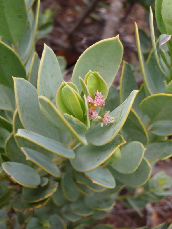 Image of Coastal tannin-bush