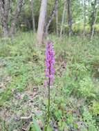 Image of Dactylorhiza elata subsp. sesquipedalis (Willd.) Soó