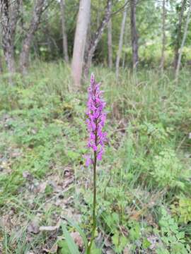 Imagem de Dactylorhiza elata subsp. sesquipedalis (Willd.) Soó