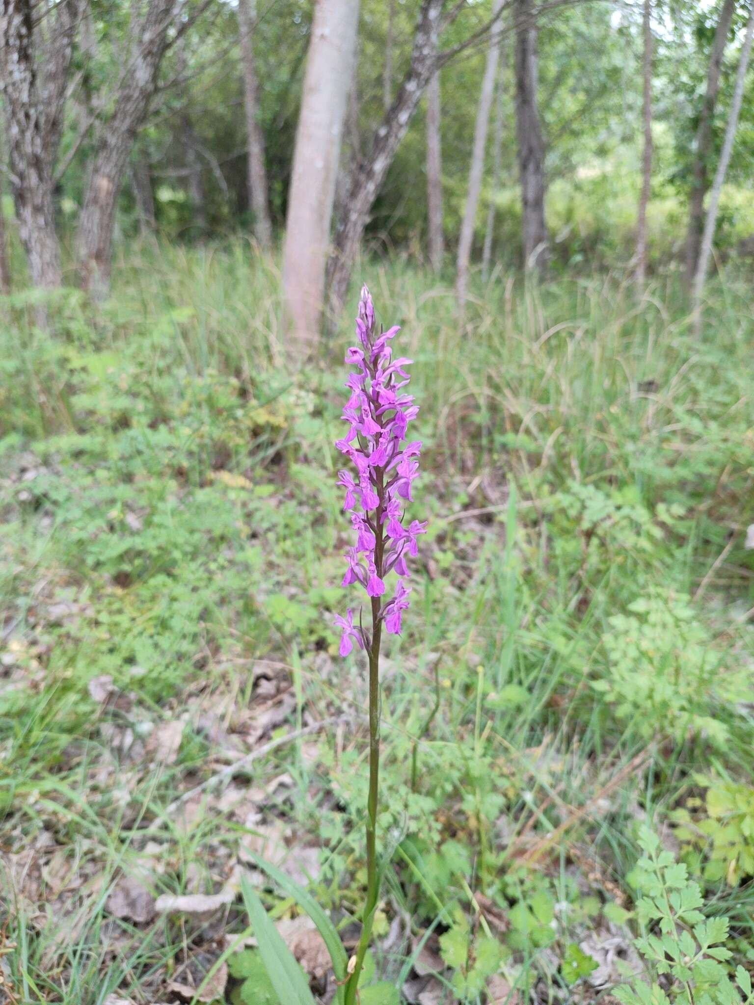 Image of Dactylorhiza elata subsp. sesquipedalis (Willd.) Soó