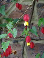 Image of trailing abutilon