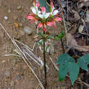 Imagem de Alstroemeria caryophyllaea Jacq.