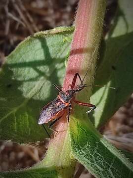 Plancia ëd Rhynocoris bipustulatus (Fieber 1861)