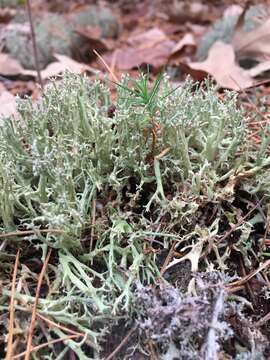 Image of Thorn cladonia