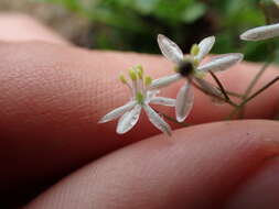 Image of Drimia intricata (Baker) J. C. Manning & Goldblatt