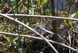 Image of Orthetrum caledonicum (Brauer 1865)