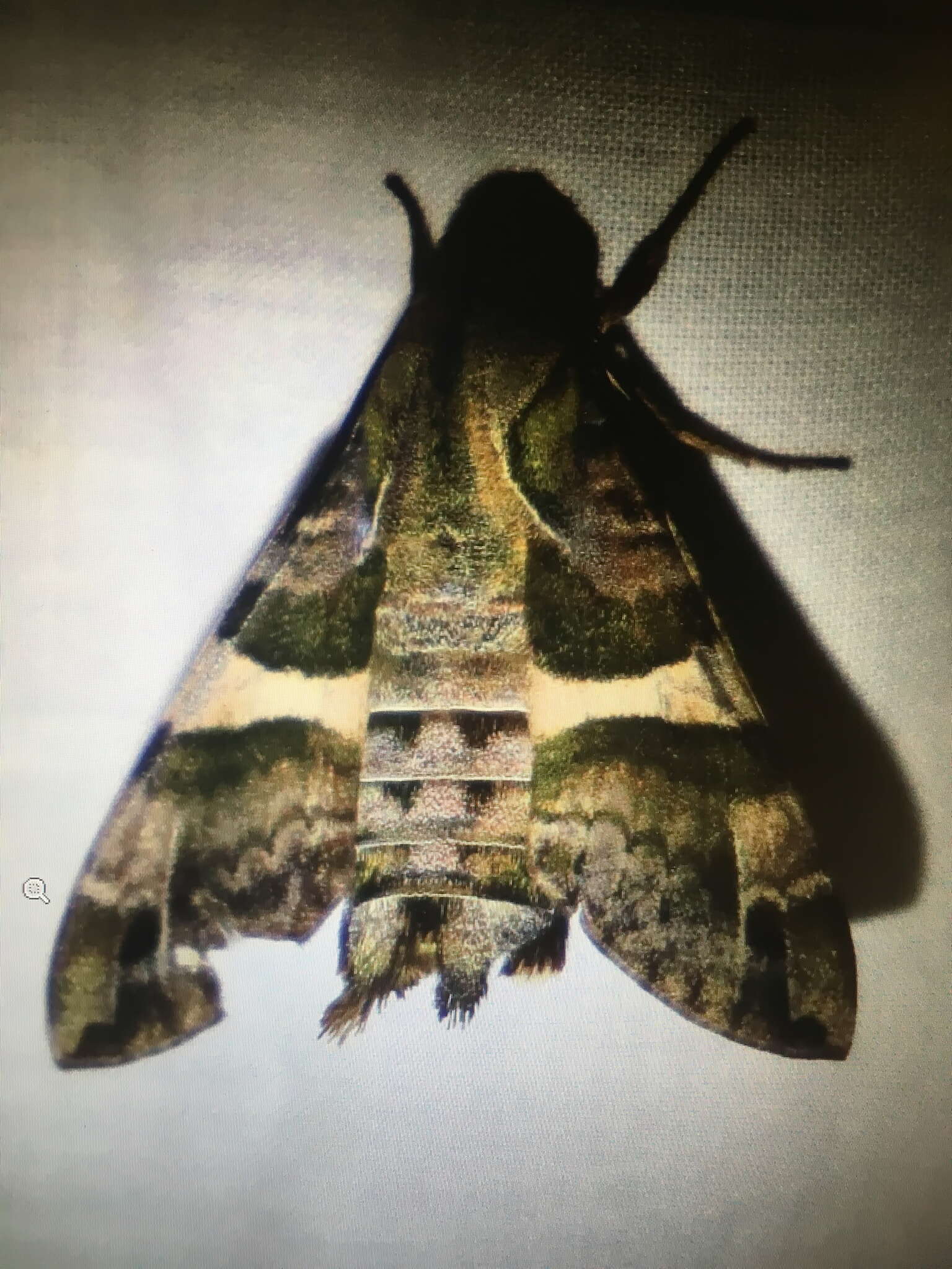 Image of Macroglossum errans