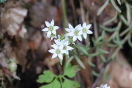 Sedum hispanicum L. resmi