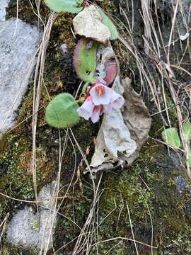 Image of Bergenia ciliata (Haw.) Sternb.