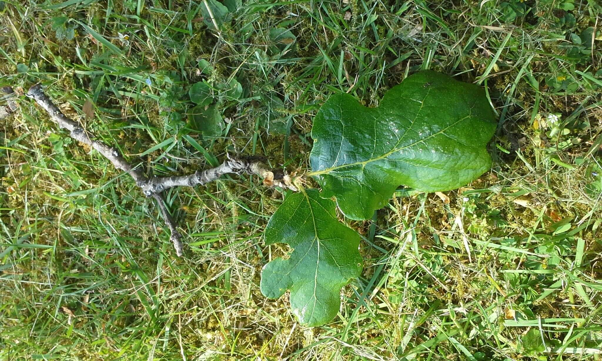 Image of Brewer Oak