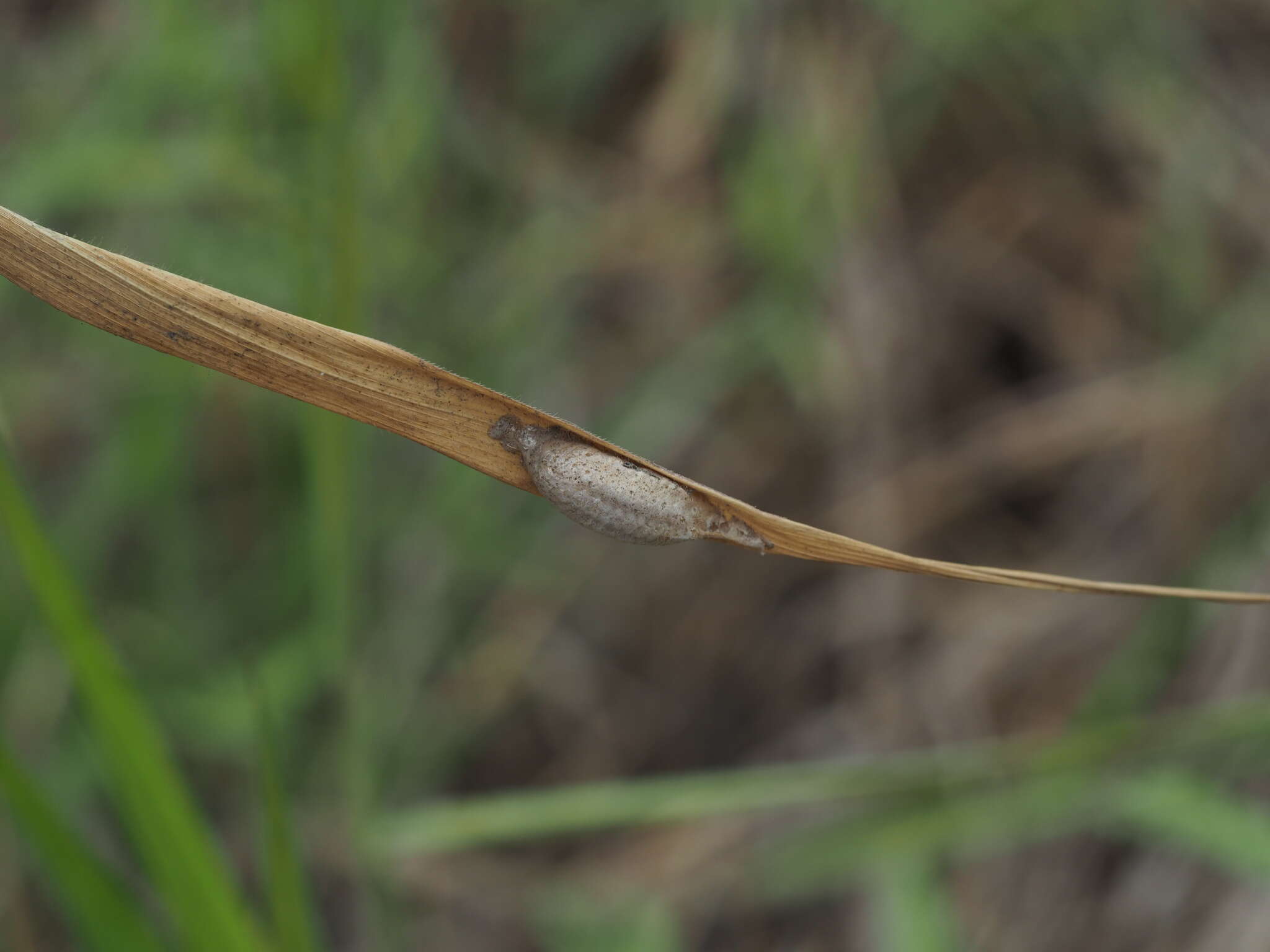 Image of Statilia nemoralis Saussure 1870