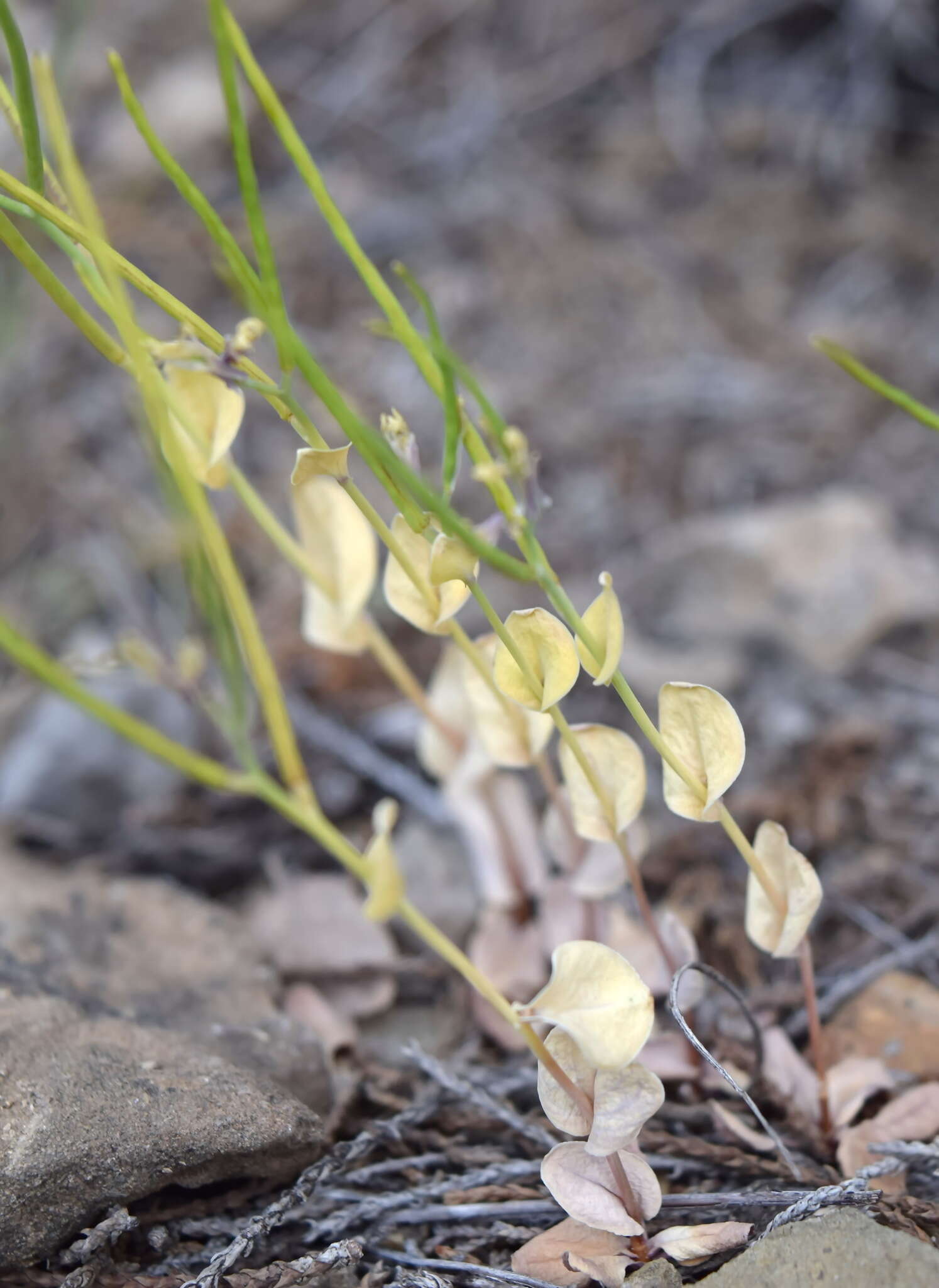 صورة Conringia clavata Boiss.