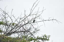 Image of Spot-flanked Barbet