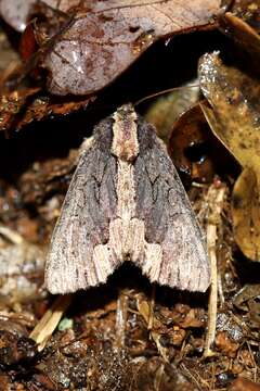 Imagem de Dypterygia scabriuscula Linnaeus 1758