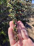 Image of Mason's ceanothus