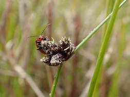 Image of Isolepis diabolica (Steud.) Schrad.