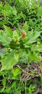 Acanthus ilicifolius L. resmi