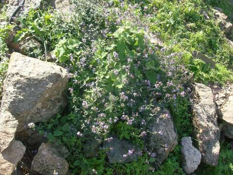 Image of Plumbago europaea L.