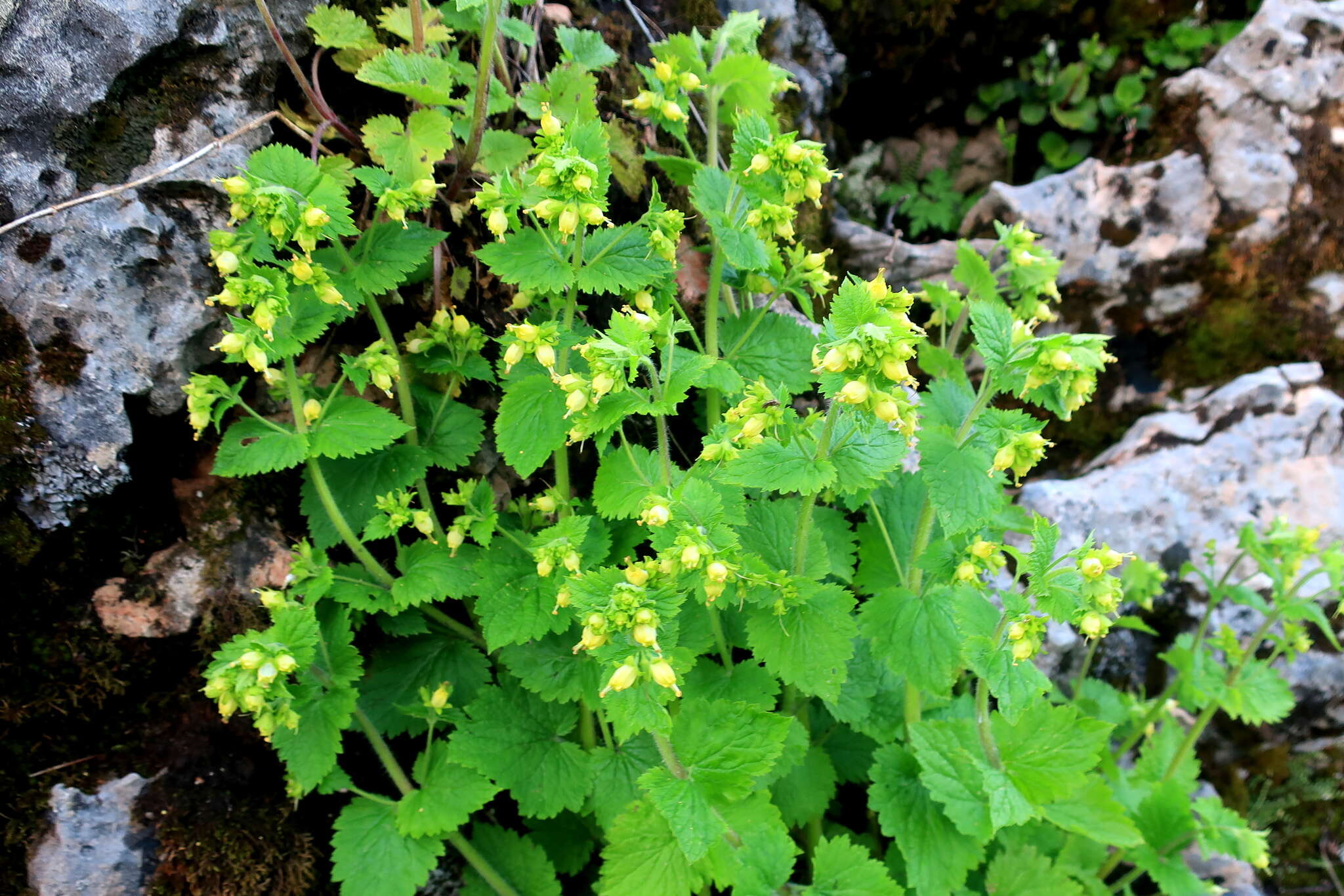 Image of Scrophularia chrysantha Jaub. & Sp.