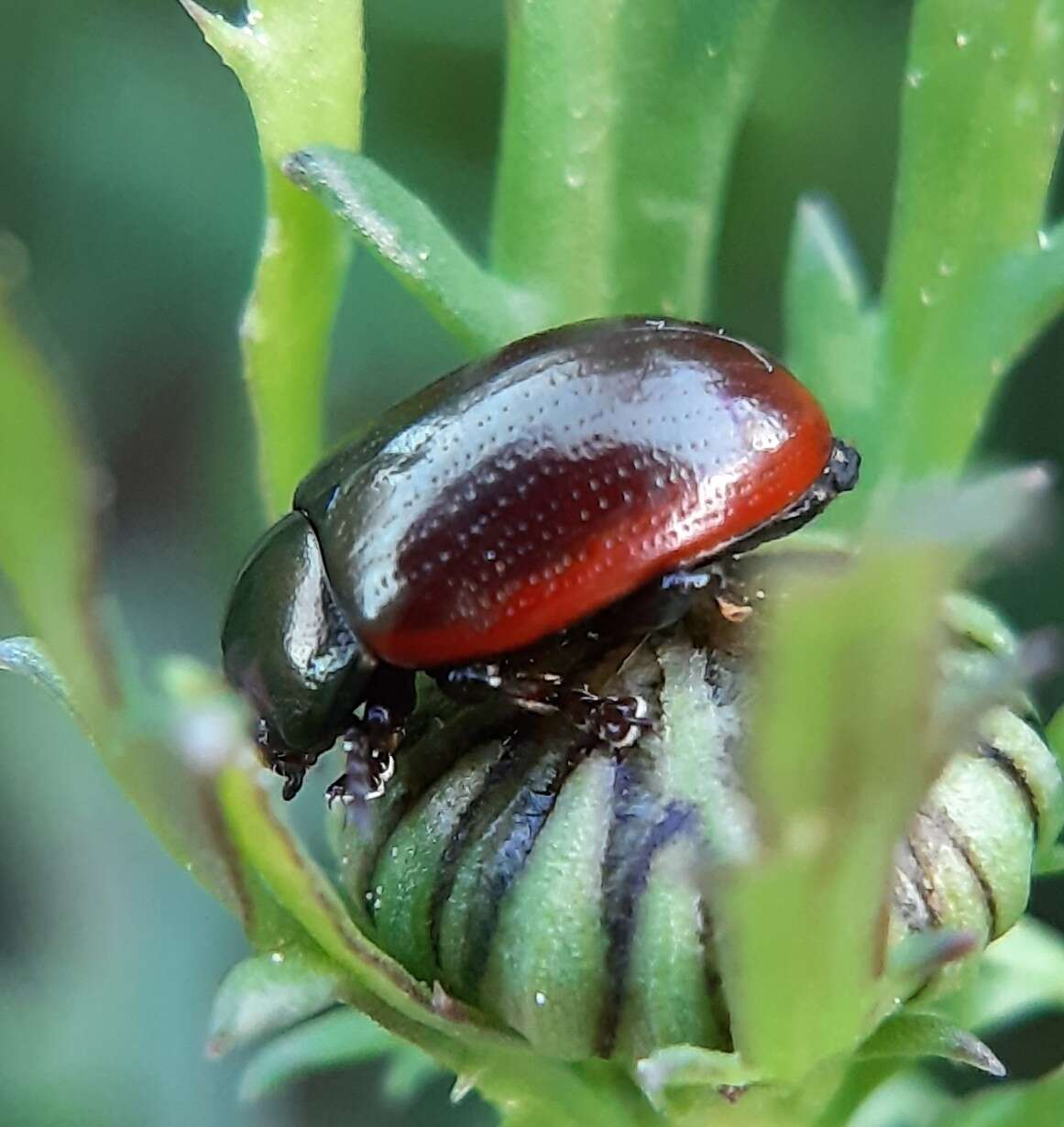 Image of Chrysolina (Chalcoidea) marginata (Linnaeus 1758)