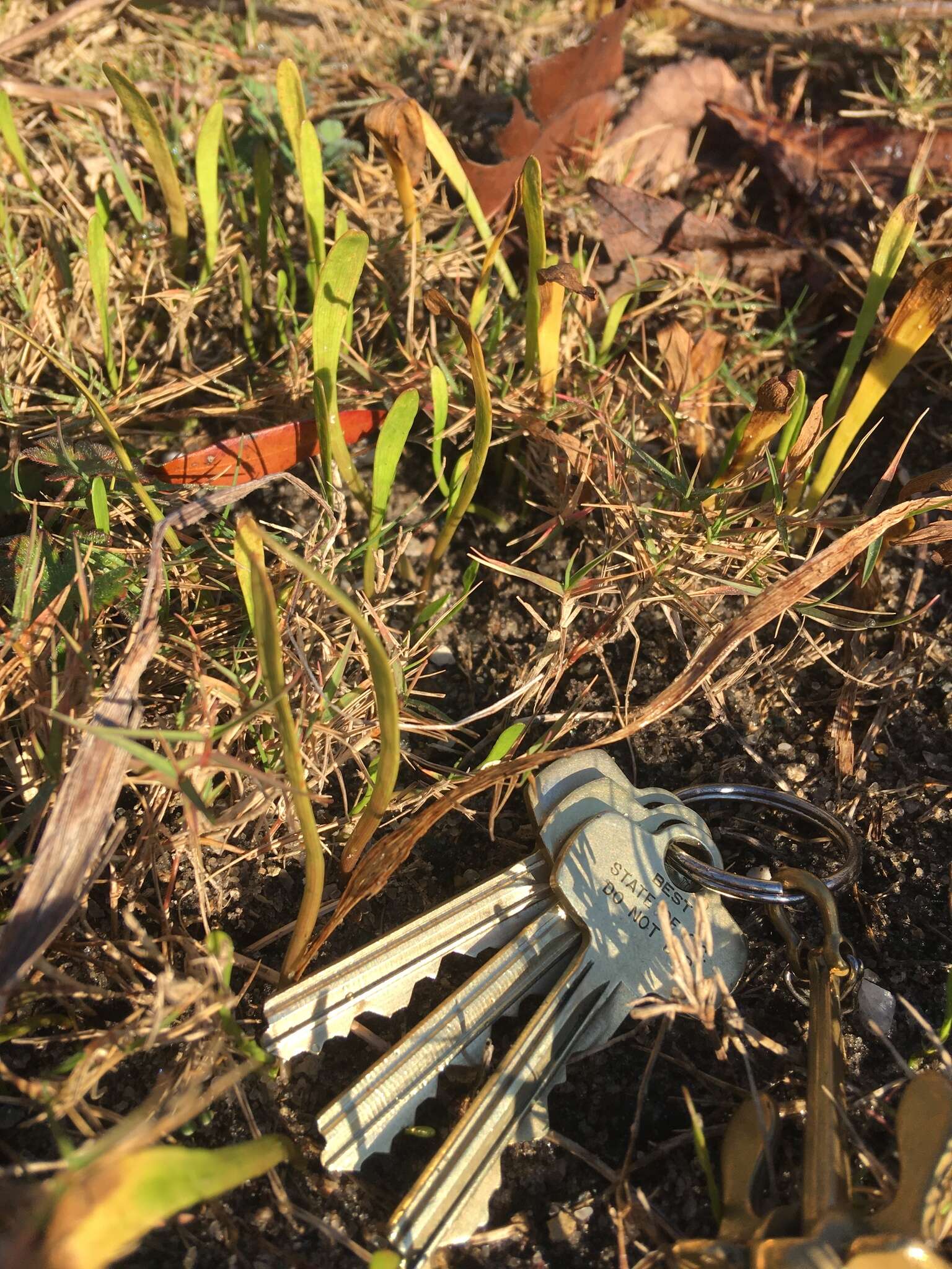 Image of Carolina Grasswort