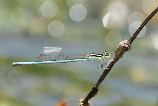 Imagem de Agriocnemis lacteola Selys 1877