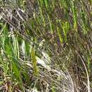 Image de Plantago remota Lam.