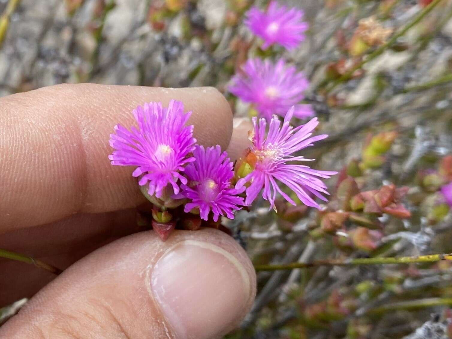 Imagem de Ruschia virgata (Haw.) L. Bol.